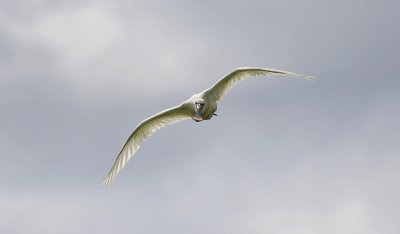 Lepelaar (Eurasian Spoonbill)