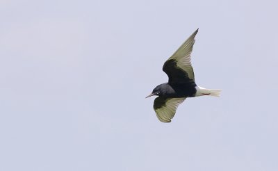 Witvleugelstern (White-winged Black Tern)