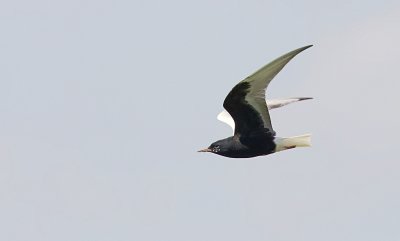 Witvleugelstern (White-winged Black Tern)