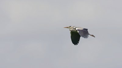 Blauwe Reiger (Grey Heron)