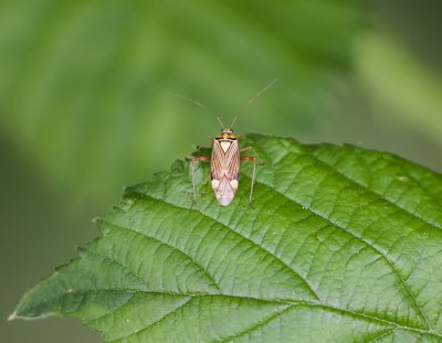 Gestreepte Eikenblindwants (Rhabdomiris striatellus)