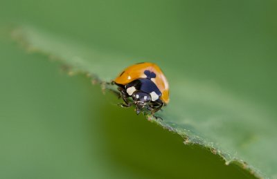 Zevenstippelig Lieveheersbeestje (Coccinella septempunctata) - Seven-spot Ladybird