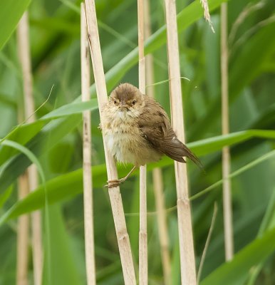Kleine Karekiet (Eurasian Reed Warbler)