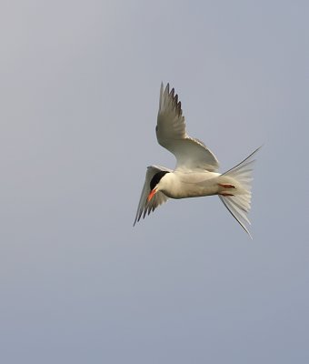 Visdief (Common Tern)