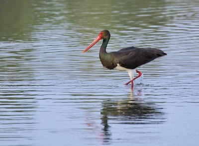 Zwarte Ooievaar (Black Stork)