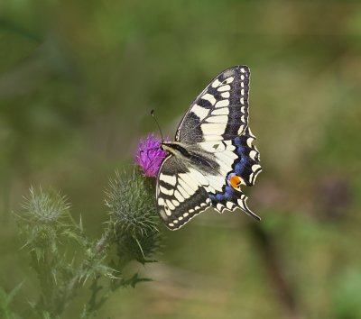 Koninginnenpage (Papilio machaon) - Swallowtail
