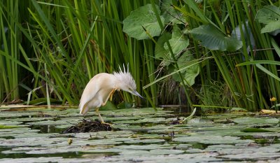 Ralreiger (Squacco Heron)