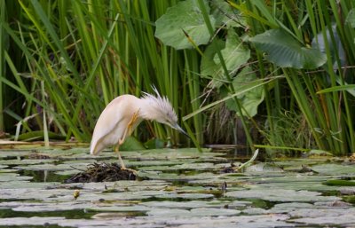 Ralreiger (Squacco Heron)