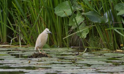 Ralreiger (Squacco Heron)