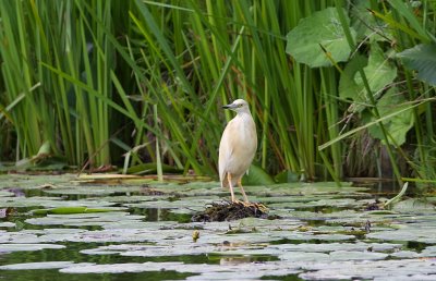 Ralreiger (Squacco Heron)