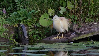 Ralreiger (Squacco Heron)