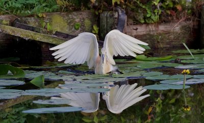 Ralreiger (Squacco Heron)