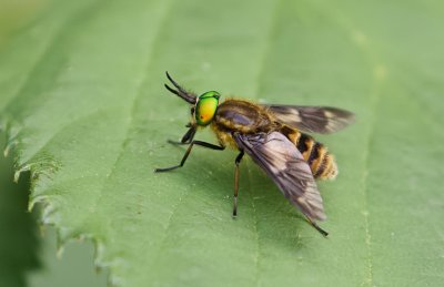 Gewone Goudoogdaas (Chrysops relictus) - Twin-lobed Deerfly