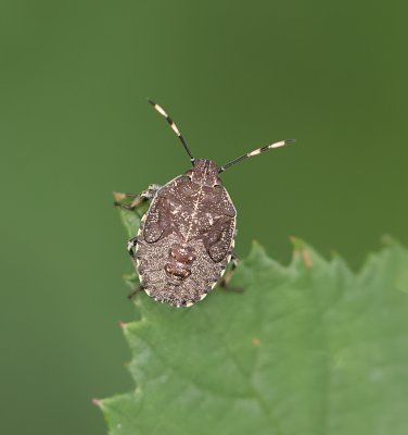 Grauwe Schildwants (Rhaphigaster nebulosa) - Mottled Shieldbug