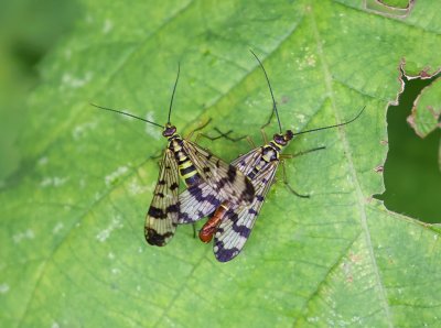 Weideschorpioenvlieg (Panorpa vulgaris) - Meadow scorpion fly