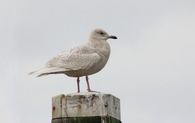 Kleine Burgemeester (Iceland Gull)