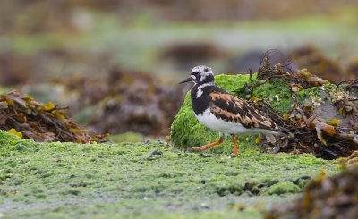 Steenloper (Ruddy Turnstone)