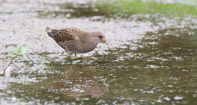 Porseleinhoen (Spotted Crake)