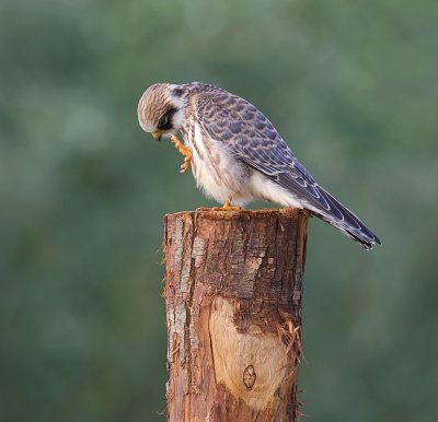 Roodpootvalk (Red-footed Falcon)