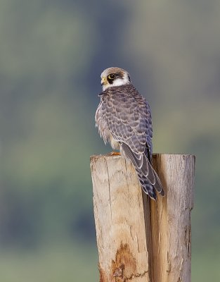 Roodpootvalk (Red-footed Falcon)