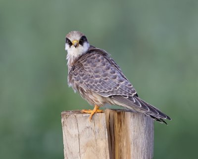 Roodpootvalk (Red-footed Falcon)