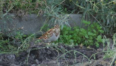 Bosgors (Rustic Bunting)