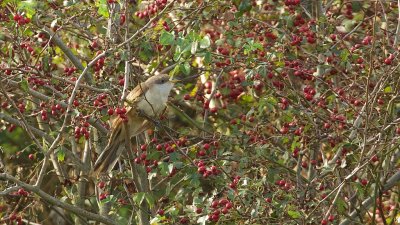 Geelsnavelkoekoek (Yellow-billed Cuckoo)