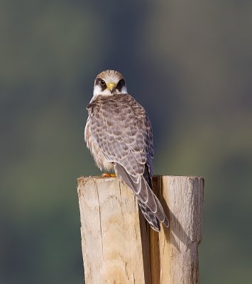 Roodpootvalk (Red-footed Falcon)