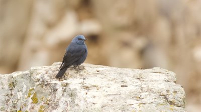 Blauwe Rotslijster (Blue Rock Thrush)