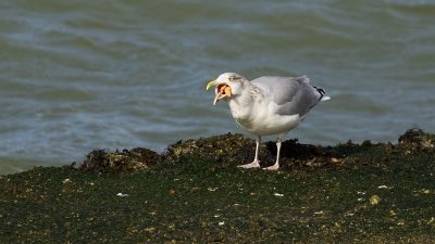 Zilvermeeuw (Herring Gull)