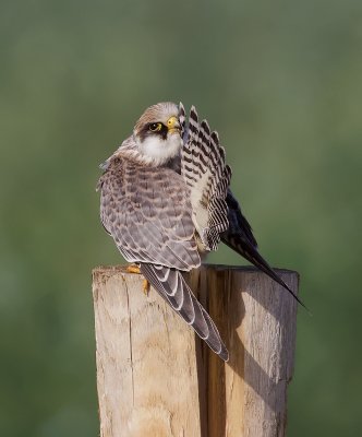 Roodpootvalk (Red-footed Falcon)