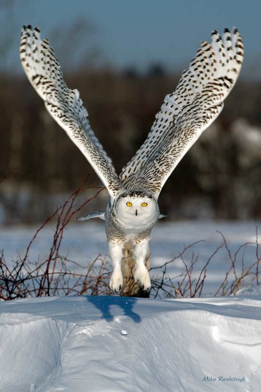 V For Victory - Snowy Owl