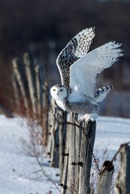 Fence-Hopping Juvenile Snowy Owl