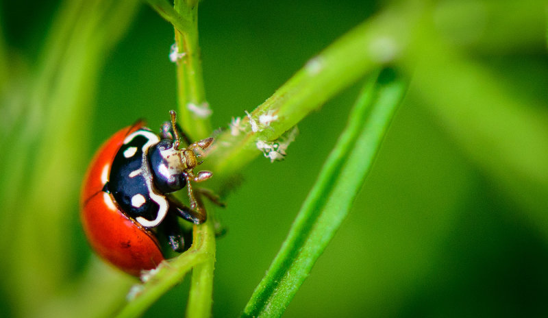 A Bad Day to be an Aphid