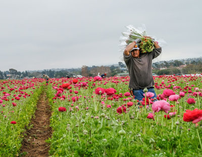 Working the Fields