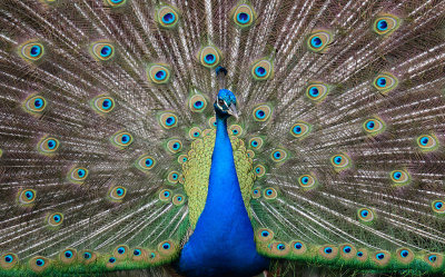 A Peacock Photo Shoot