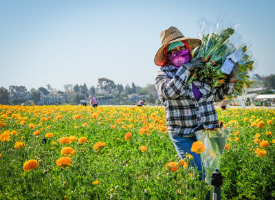 Working the Fields