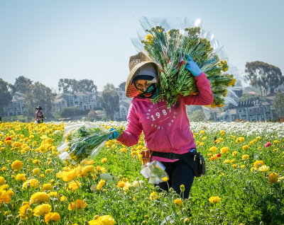 Working the Fields