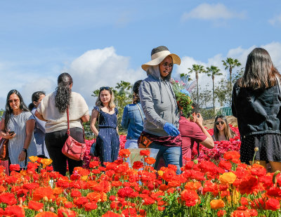 Labor and Leisure in the Flower Fields