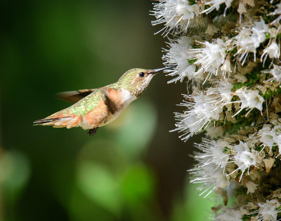 Feeding Time for a Hungry Hummingbird