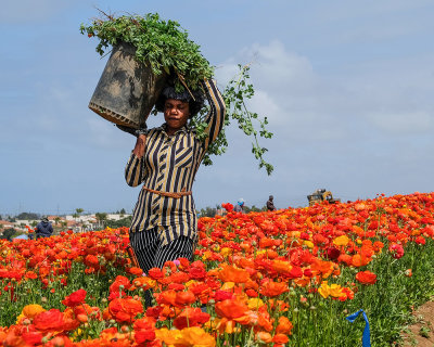 Working the Fields