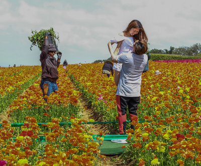 Work and Play in the Flower Fields