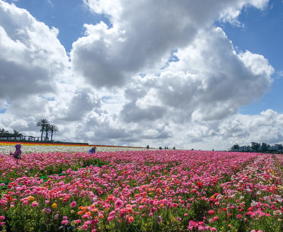 Working the Fields