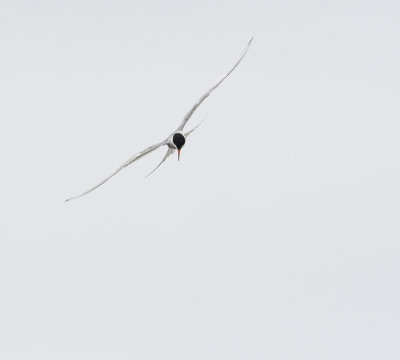 A Tern in Flight