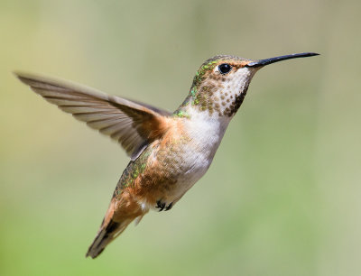 Hovering Hummingbird