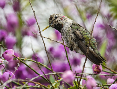 The Curious Hummingbird