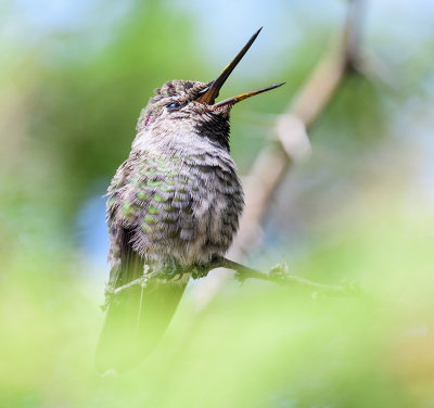 The Yawning Hummer