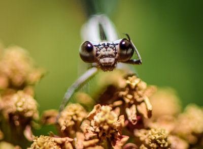 A Puzzled-Looking Damselfly