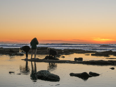 Exploring the Tide Pools