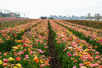 The Flower Fields